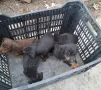 Кучета ягдтериери, снимка 6