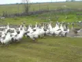 Гъски Толузки и Померански , снимка 3