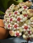 Хоя. Hoya Pachyclada red corona , снимка 1