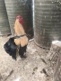 Продавам петли за клане за Петльовден или за разплод, снимка 14