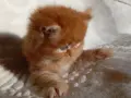 Сибирчета, сибирска котка, сибирски котенца, сибирско коте, хипоалергенни, червено момче, снимка 10