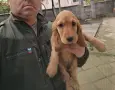 Кокер Шпаньол,, , снимка 4