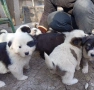 Продавам каракачански кученца , снимка 1