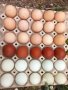 Разплодни яйца от Виандот сребро,легбар и маран., снимка 3