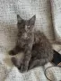 котенца Мейн Куун, снимка 16