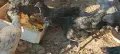 Австралорп черен и сплаш петли 3 месеца- 5 броя, снимка 3
