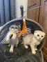 Британски / шотландски котета , снимка 1