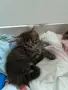 Подарявам котета, снимка 5
