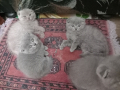 Шотландски клепоухи котета , снимка 1 - Британска късокосместа - 42765517