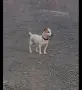 Кутрета Джак Ръсел , снимка 4