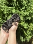  френски булдог/french Buldog, снимка 1