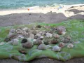 Голям лот морски камъни, рапани, миди и парче морско дърво (driftwood) – за декор и DIY, снимка 3