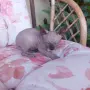 Канадси сфинкс женска, снимка 7