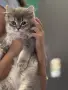 Британски късокосмести котенца, снимка 2