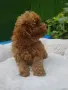 Той Пудел Poodle toy , снимка 8