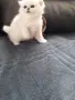 ТОП КОТЕНЦА НА ТОП ЦЕНА, снимка 3