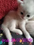 котенца бели,4 мес, снимка 12