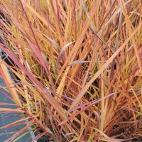 Мискантус Пурпурасценс, студоустойчива трева, снимка 8 - Градински цветя и растения - 38141351