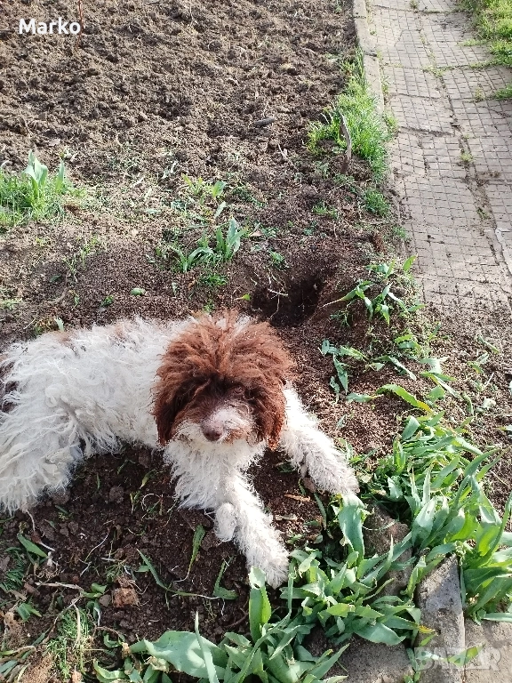 продавам Лагото обучена. , снимка 1