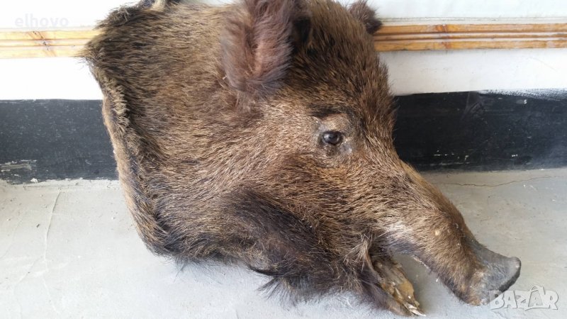 Препарирана глава на глиган, снимка 1