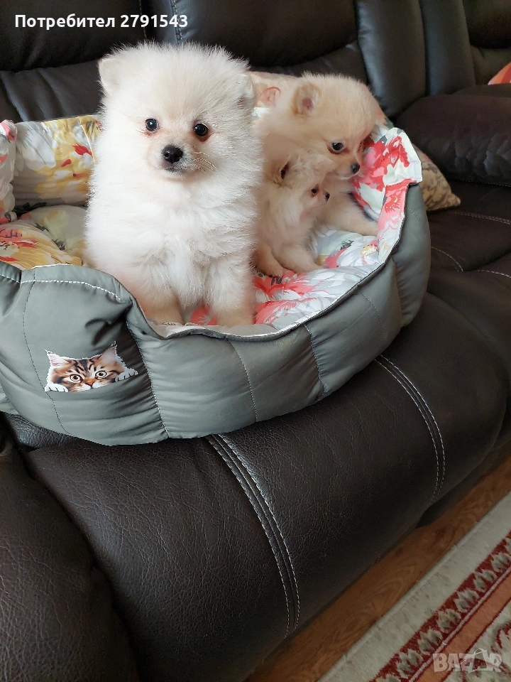 померан момиче и момче, снимка 1