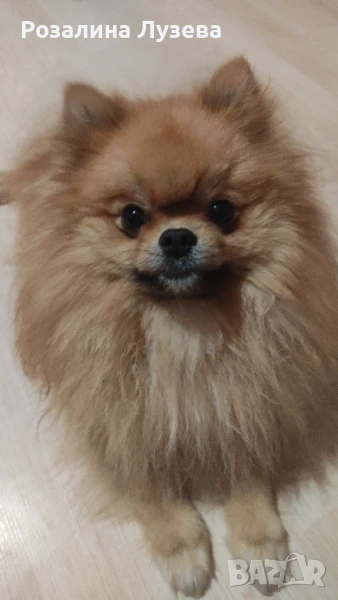 Кученце, снимка 1