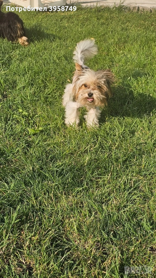 йорки бивер с родословие, снимка 1