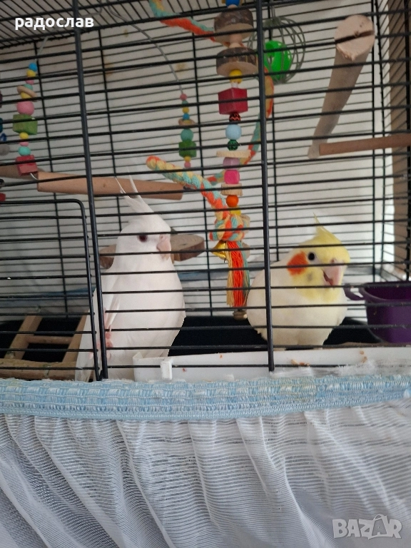 Двойка корели , снимка 1