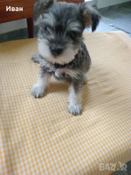 Кученца Цвергшнауцер , снимка 1
