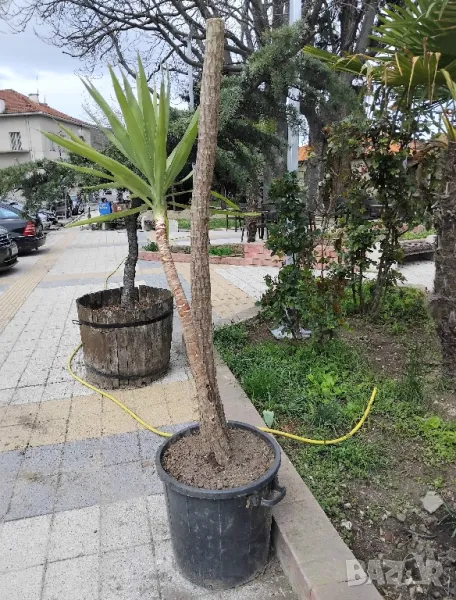 Продавам палма Юка / Yucca, 25 годишна, 1.7 м. височина, снимка 1