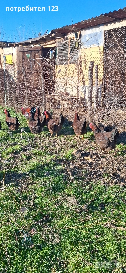 катунски кокошки, снимка 1