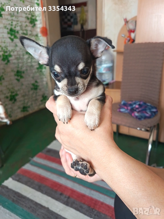 Чихоa   родени са 23.11.25, снимка 1