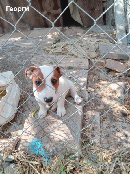 SUPER -Terrieri Jack Russel -pazaçi, снимка 1