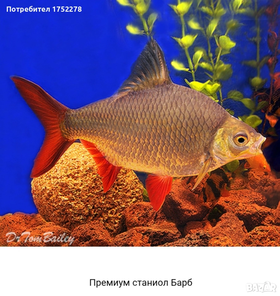 Bardo tinfoil tamanho 15+ см. 80лв., снимка 1