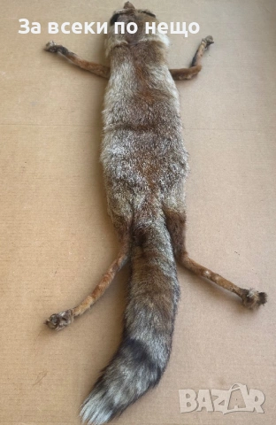 Препарирана лисица, снимка 3 - Други - 54350684