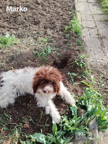 продавам Лагото обучена. 