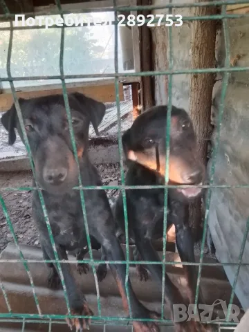  Сръбски ягдтериери
