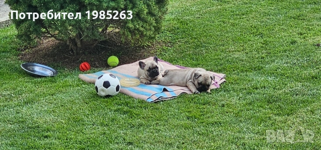 Френски булдог / френски булчета