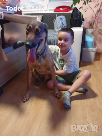 Продавам бебета  Малиноа , снимка 2 - Белгийска овчарка - 52402262