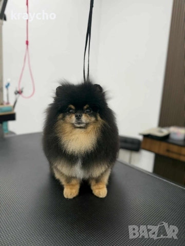 Померан мъжки, снимка 7 - Померан - 52859631