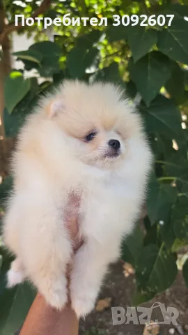 Померан мъжко кученце