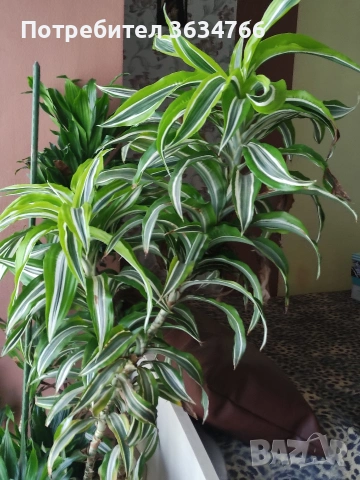 Продавам две драцени ., снимка 2 - Стайни растения - 54214379