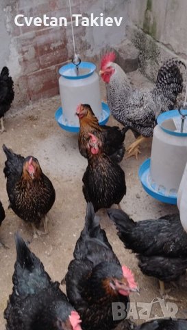 Супер Харко яйца , снимка 2 - други­ - 39170117