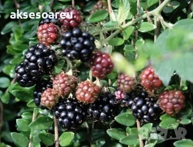 Висококачествени нови семена от хранителна Къпина без бодли антиоксидант Rubus rusticanus 50+ семена, снимка 2 - Сортови семена и луковици - 50333229