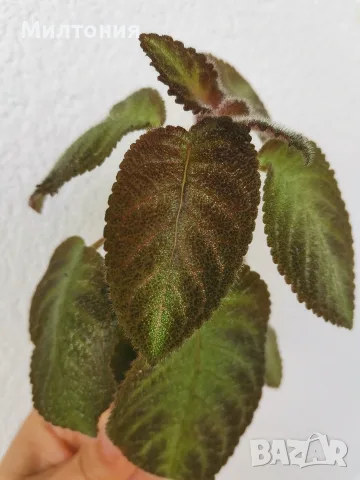 еписция episcia Katherine , снимка 2 - Стайни растения - 56124261