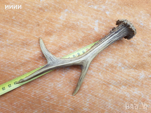 Рог от сръндак , снимка 2 - Антикварни и старинни предмети - 53204320