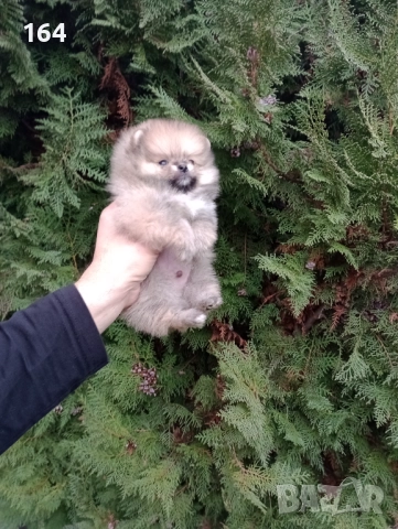 Миниатюрен мъжки Померан. , снимка 8 - Померан - 52697509
