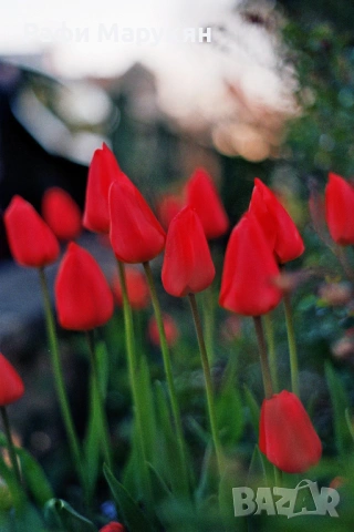 SLR "MINOLTA XG-M"  филмов, здрав, стабилен и сигурен, снимка 7 - Фотоапарати - 54035689