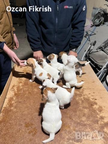 Продавам Джак Ръсел, снимка 3 - Джак ръсел териер - 52990906