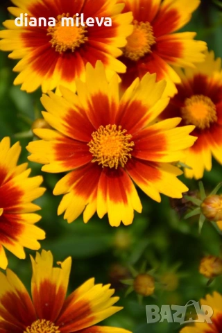 ореопсис Злато и Бронз, Coreopsis grandiflora UpTick™ Gold & Bronze, студоустойчив и многогодишен, снимка 3 - Градински цветя и растения - 54071950